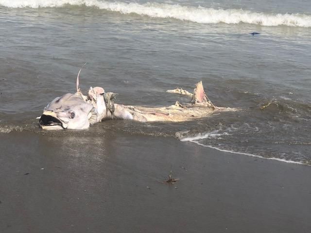 Llegan atunes muertos a las playas de La Manga