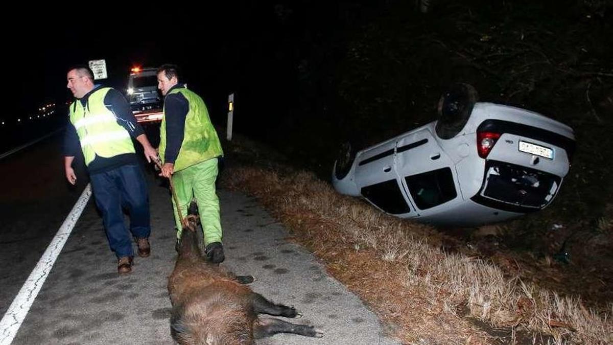 Dos operarios retiran el cadáver de un jabalí que provocó un accidente en la variante de Avilés (Asturias) en 2019.