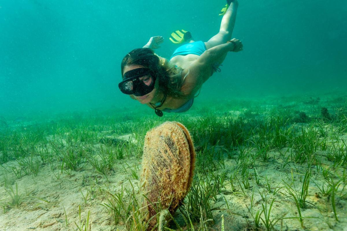 Así se extingue la nacra, el mejillón gigante del Mediterráneo