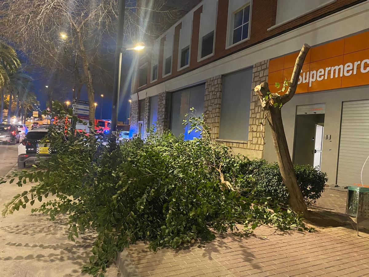 Árbol caído en la avenida País Valencià.