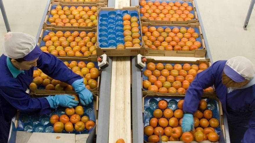 La exportación de tomate baja un 24% por el tirón del mercado nacional