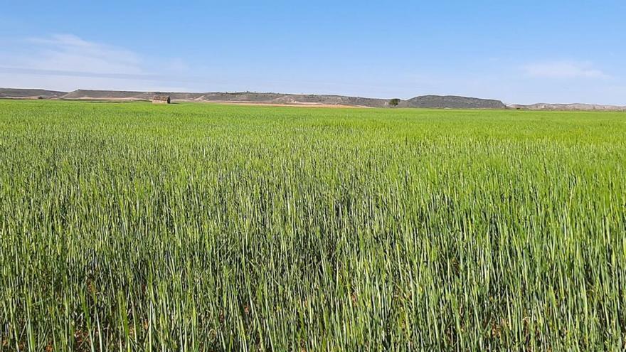 Imagen de un campo de cereal antes de la cosecha de la pasada campaña.  | UAGA