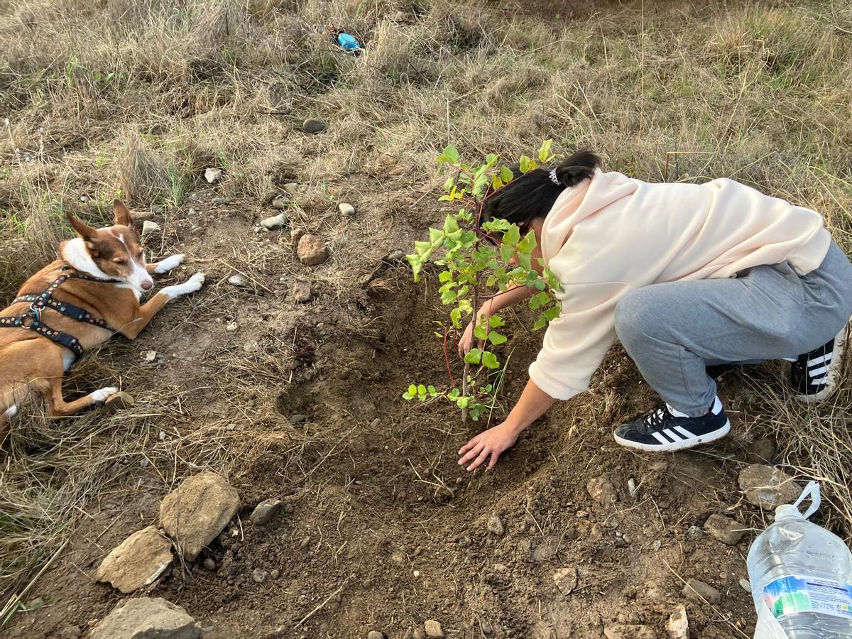 Voluntarios de la plataforma Bosque Urbano Málaga plantan 60 árbolesen los antiguos terrenos de Repsol