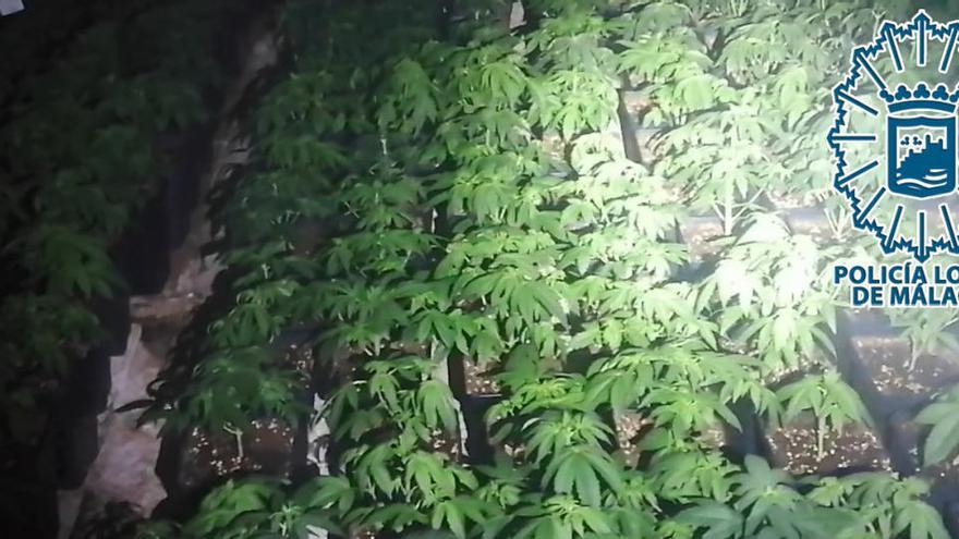 Plantación de marihuana en una vivienda de Málaga.