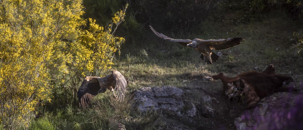 BUITRES CARROÑEROS ALIMENTANDOSE DEL CADAVER DE UNA VACA