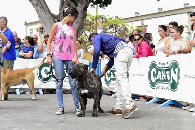 Celebración del I Certamen Nacional de perro ...