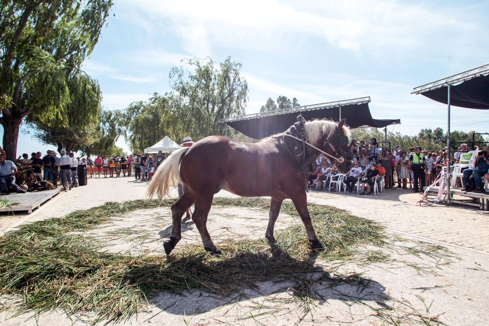 Fiesta de la Siega del Arroz