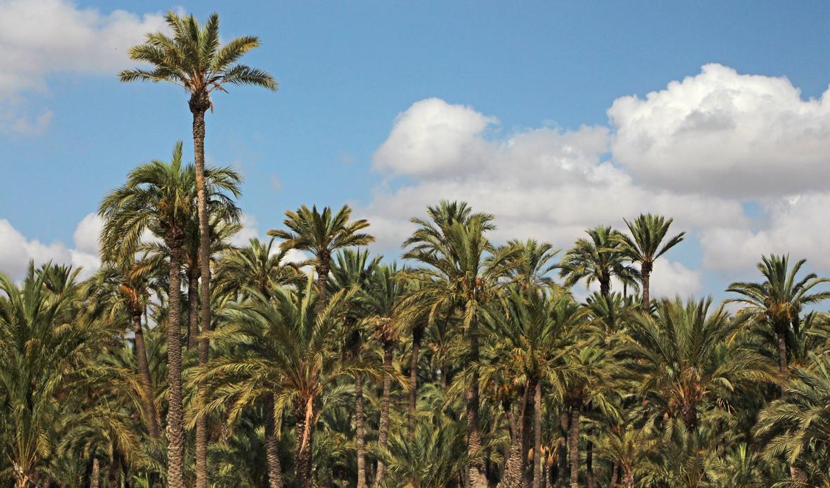 Hort del Gat. Palmeral