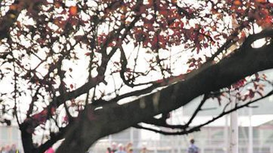 Jubilados en los jardines del Náutico.