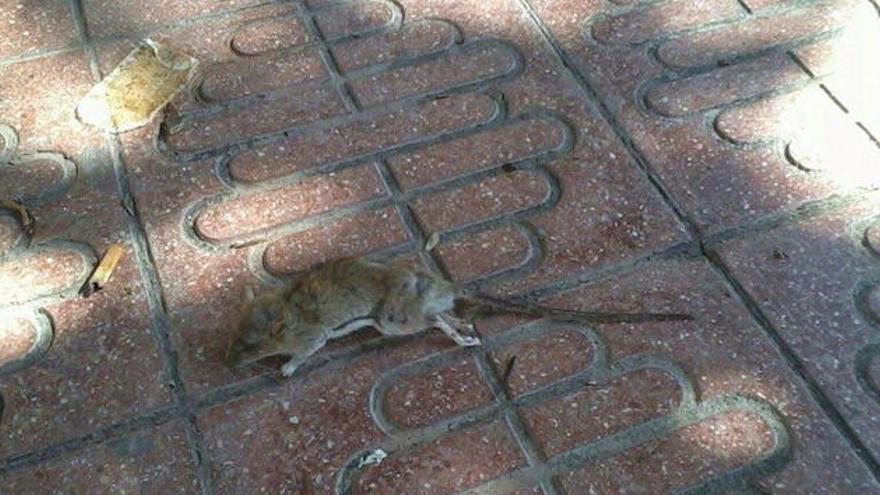 Vecinas de San Gabriel denuncian una plaga de ratas