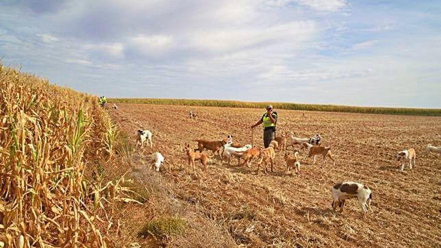 Rehala participante en una montería en Moreruela de Tábara.