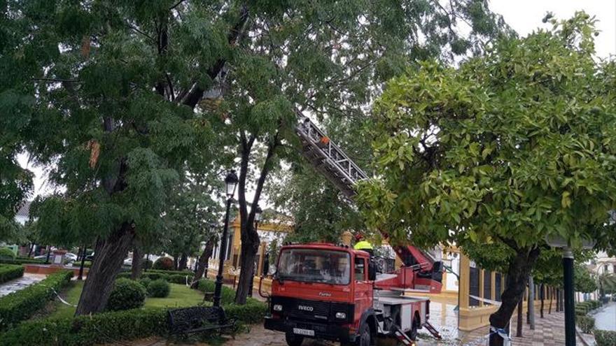 El viento derriba varios árboles en Palma del Río