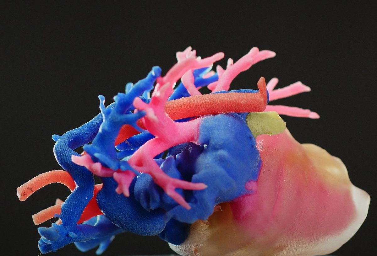 Un biomodelo 3D de un corazón.