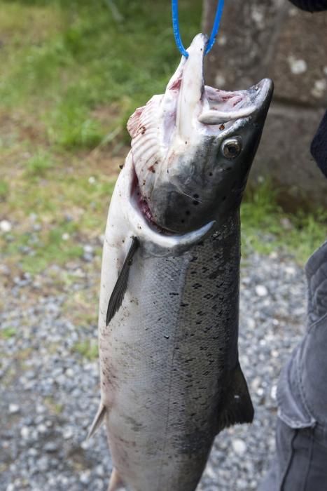 Primer día de la temporada de pesca del salmón