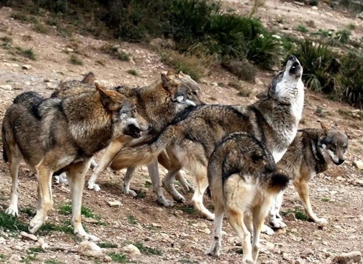 Lobo Park, el parque temático natural de Málaga que permite contemplar lobos en su propio hábitat natural