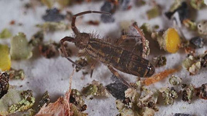 Espècie «Orchesella cincta», del grup dels col·lèmbols.