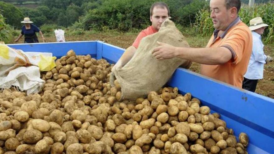 Varios agricultores recogen la cosecha de la patata al estilo tradicional en una finca de Deza. / bernabé