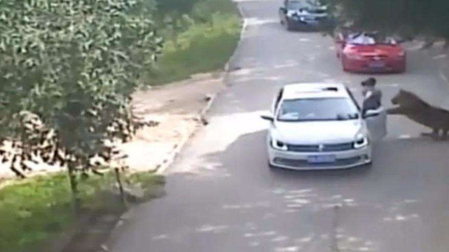 Un tigre mata a una mujer que salió del coche en un safari de Pekín tras una discusión