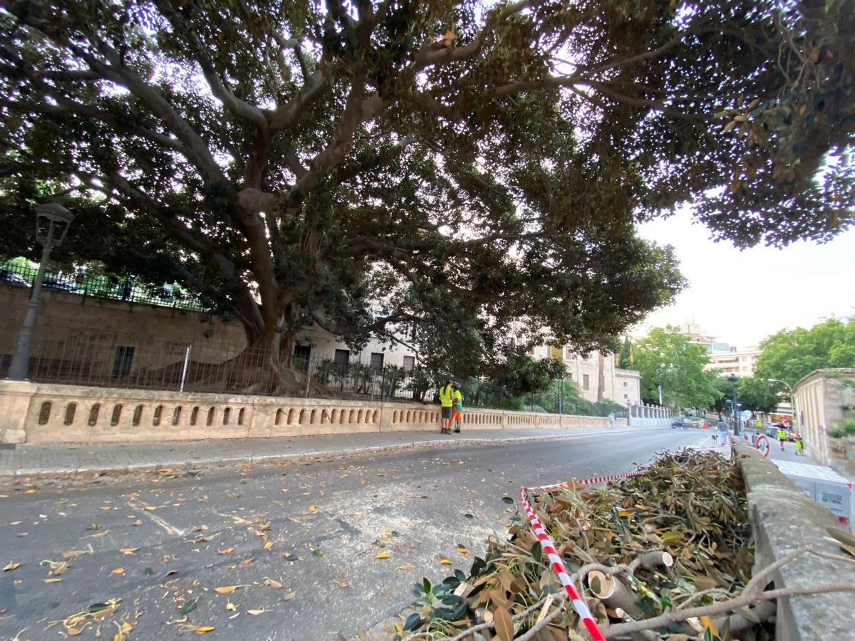 Cae una rama del emblemático ficus de la Misericòrdia