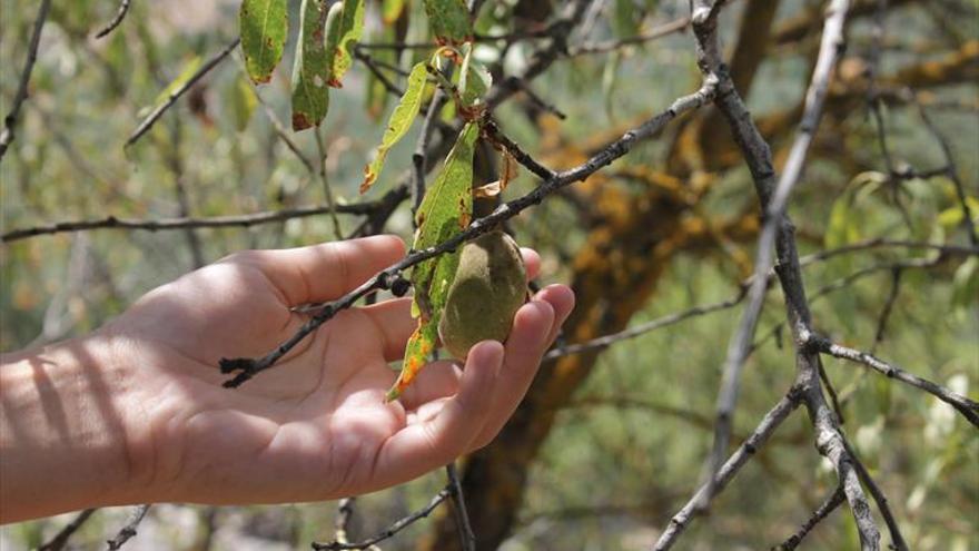 Denuncian la bajada «injustificada» de más del 30% del precio de la almendra