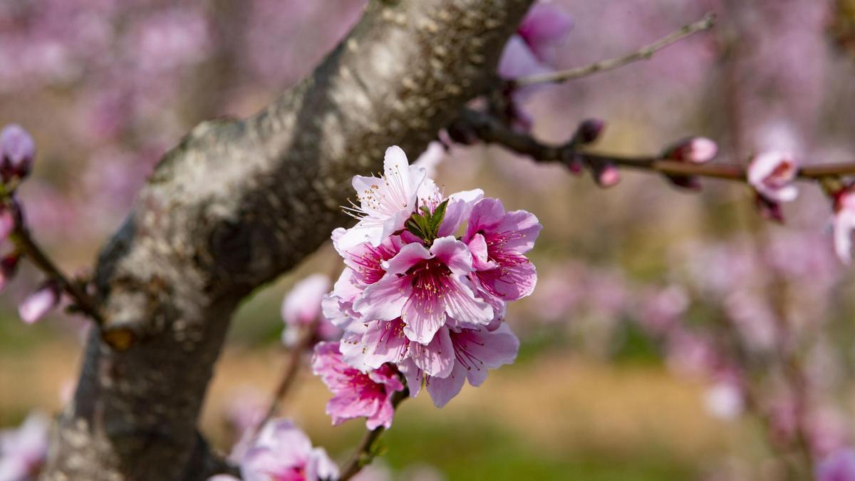 Los almendros en flor ya alegran los paisajes valencianos