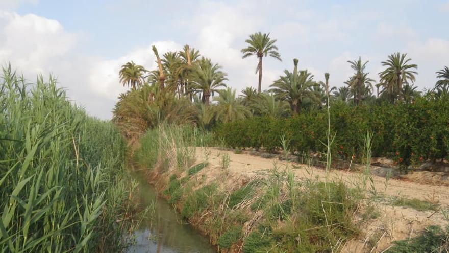 Huerto de palmeras junto a un azarbe de riego que el PGOU en trámite no contempla proteger