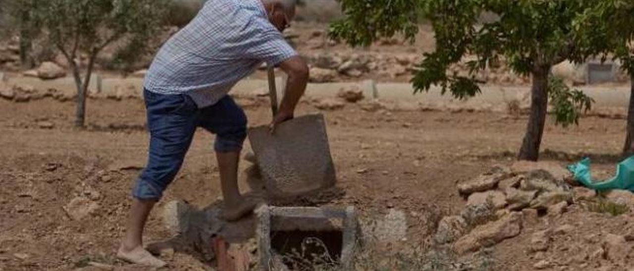 El riego por goteo en el campo de Elche, pendiente de La Moncloa