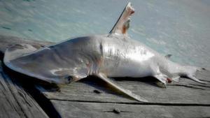 El nuevo tiburón martillo, del género ’Sphyrna’, descubierto en aguas de Belice.