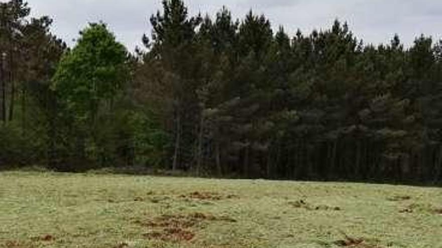 Daños del jabalí en un prado de Galegos.