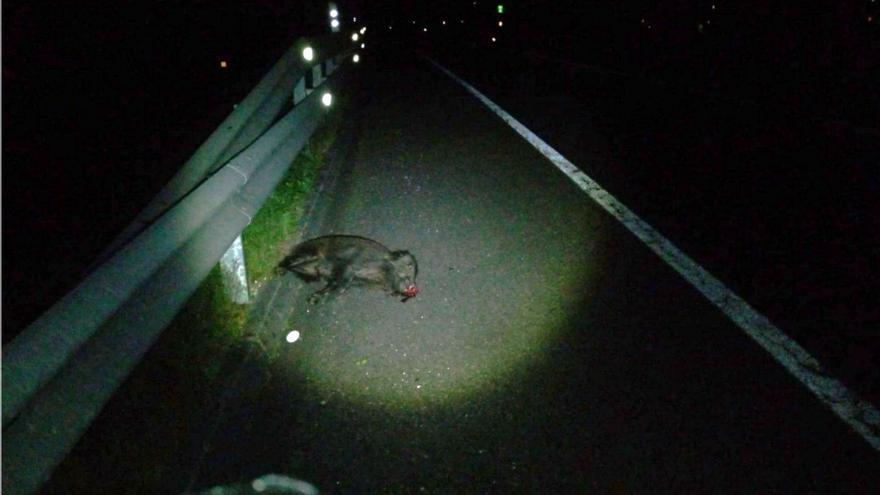 Un corzo y un jabalí provocan accidentes de tráfico en las carreteras de O Morrazo