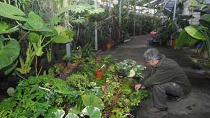 Cáceres abrirá este año uno de los escasos jardines tropicales del país