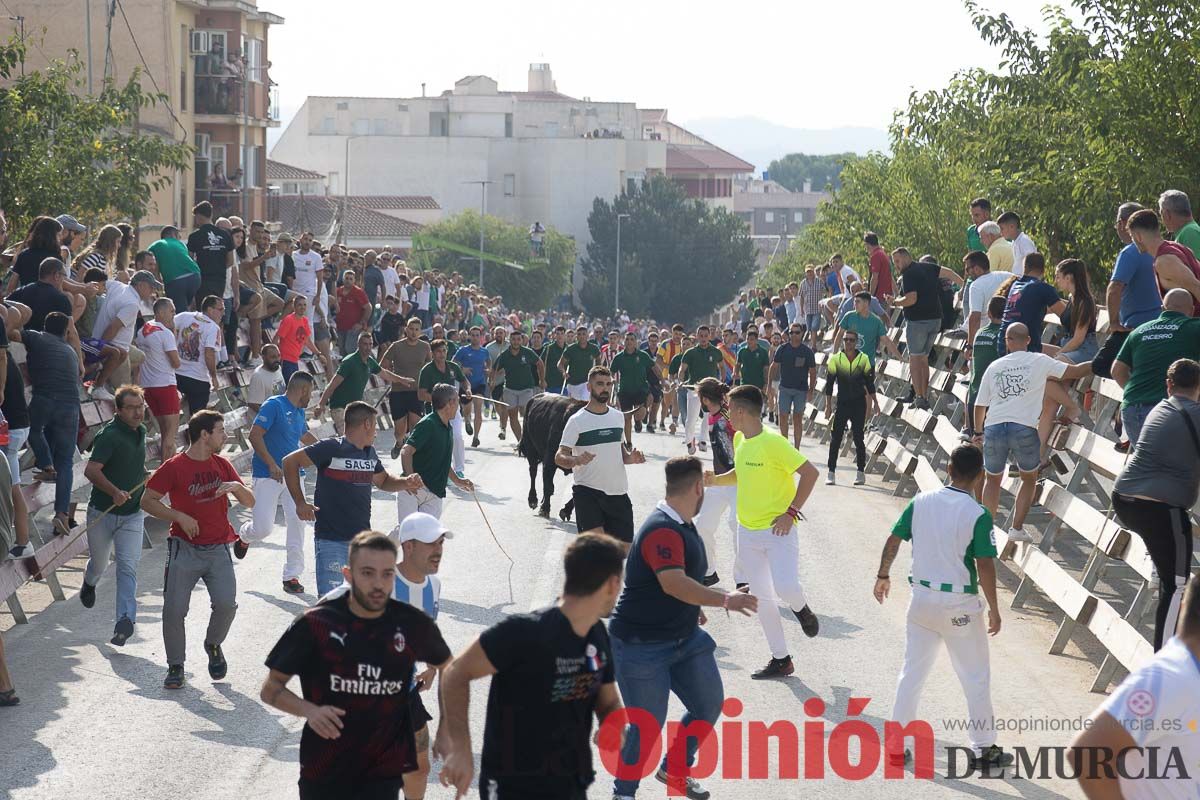 Quinto encierro de la Feria Taurina del Arroz en Calasparra