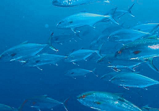 Marino Ferrer, historia viva de la pesca submarina