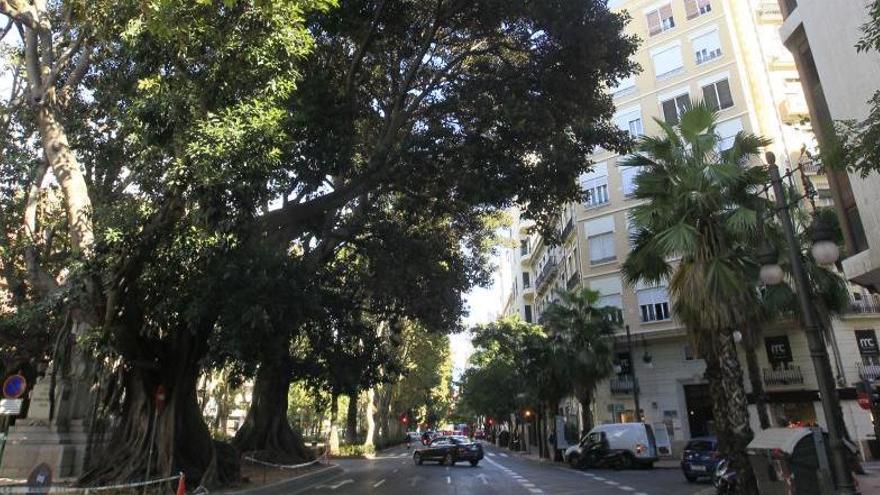 Ficus de la Gran Vía Marqués del Turia