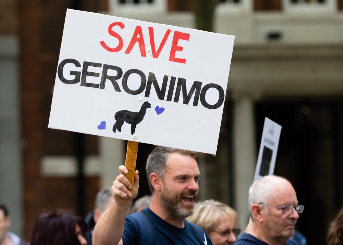 Manifestació al Regne Unit per salvar l’alpaca Geronimo