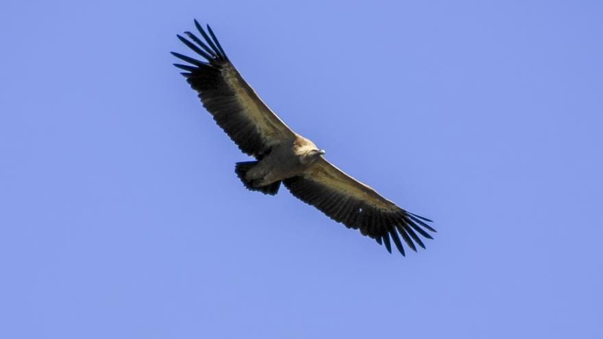 Tuéjar, capital del &#039;birding&#039; valenciano