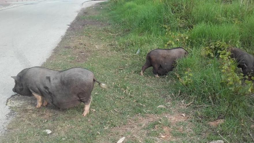 La plaga de cerdos vietnamitas llega al Muntanyar de Xàbia