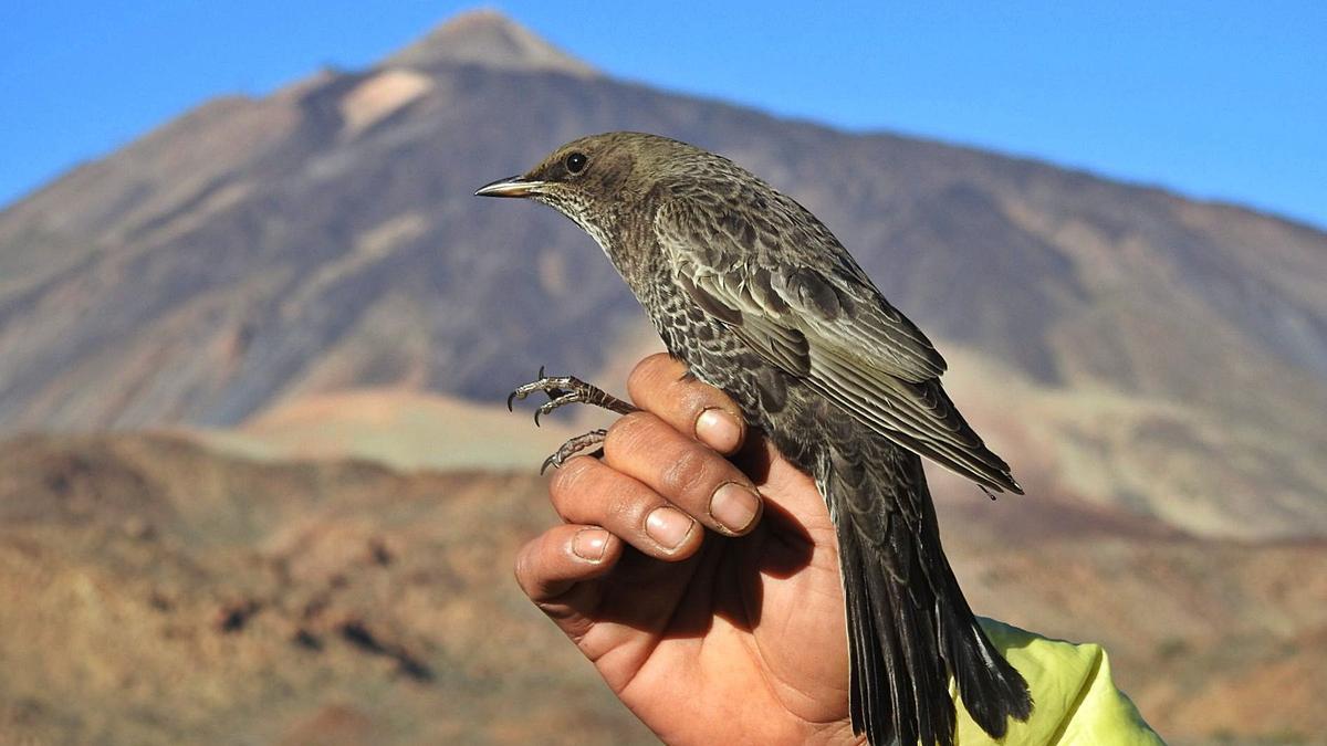 Un ejemplar de mirlo capiblanco (Turdus torquatus) capturado para control y anillamiento en el Parque Nacional del Teide.