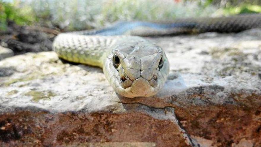 Schlangen in 14 Wohngebieten auf Mallorca entdeckt