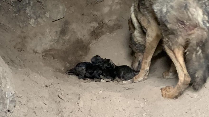 La loba "Jara" con sus tres crías en el Centro "Félix Rodríguez de la Fuente"