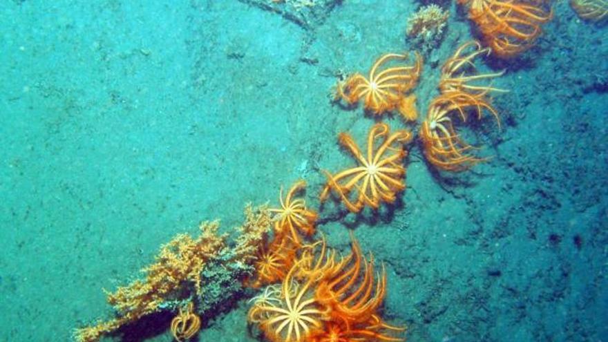 un bosque animal. El fondo del cañón de Avilés constituye una especie de bosque de animales (a tanta profundidad resulta imposible la vida vegetal). En las dos primeras fotos se pueden apreciar multitud de brisinguellas sujetas a los corales. A la derecha, dos erizos de mar de profundidad, entre los corales.