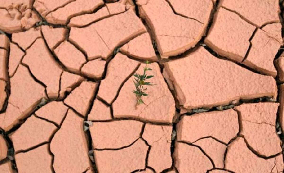 Un bri d’herba creix al terra d’una antiga mina de metalls rars, situada a la província de Jiangxi (Xina).