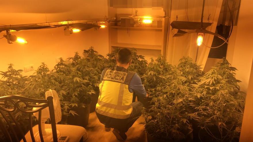 Detenido un hombre por convertir su casa de Gandia en un punto de cultivo acelerado de marihuana