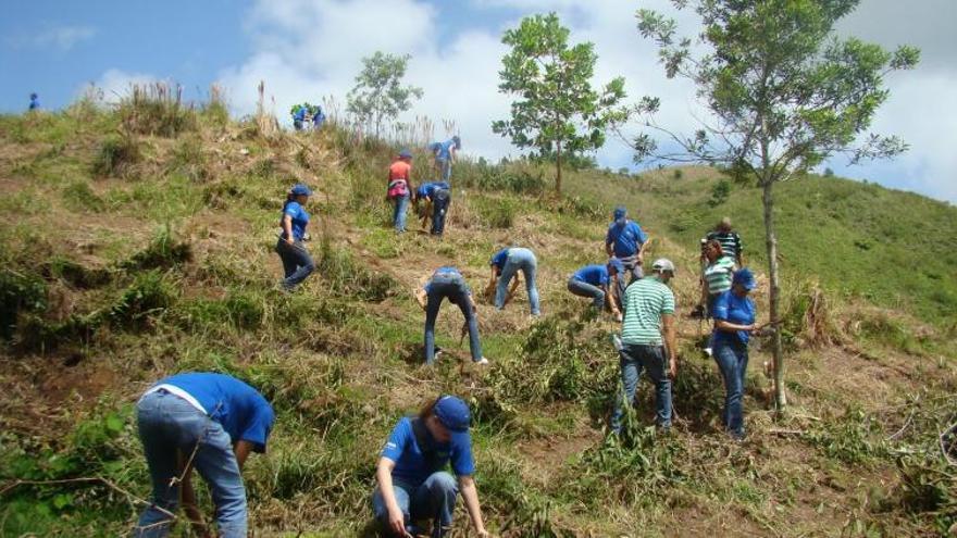 Reforestación.