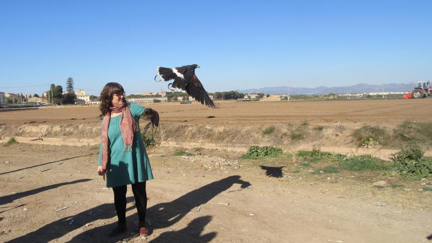 Burjassot suelta águilas para ahuyentar aves de los cultivos
