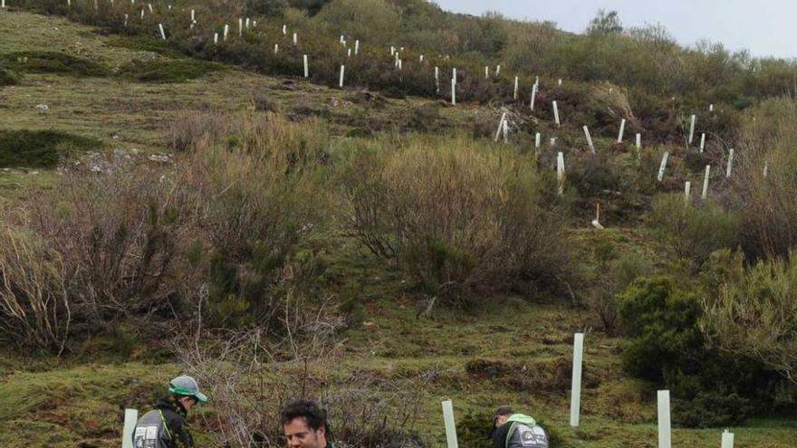 Técnicos de la Fundación Oso Pardo, en Lena.