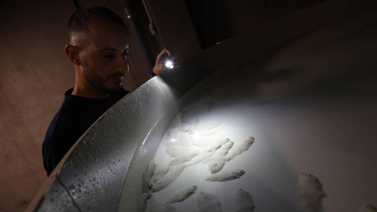 Un trabajador muestra lenguados en uno de los tanques de engorde de la piscifactoría de Sea Eight en El Musel. | ÁNGEL GONZÁLEZ