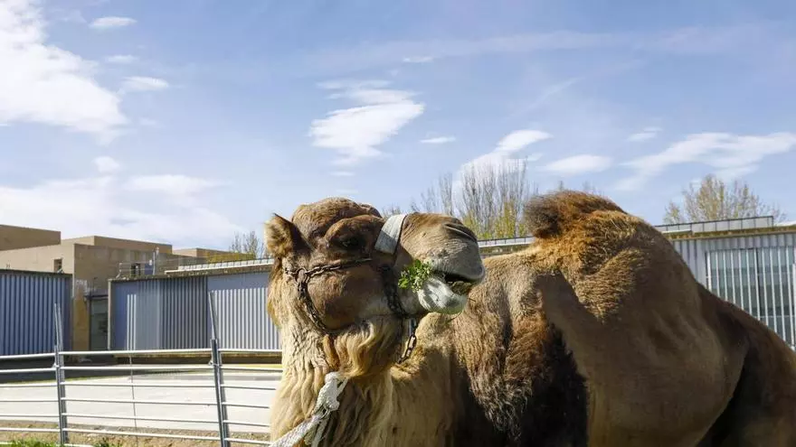 Vídeo | La Universidad de Zaragoza presenta un proyecto pionero sobre camellos