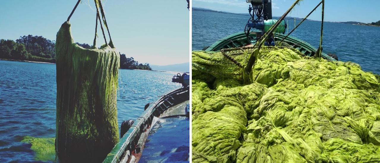 Algas acumuladas en cubierta de un barco de Dragados Osmar. |  // OSMAR
