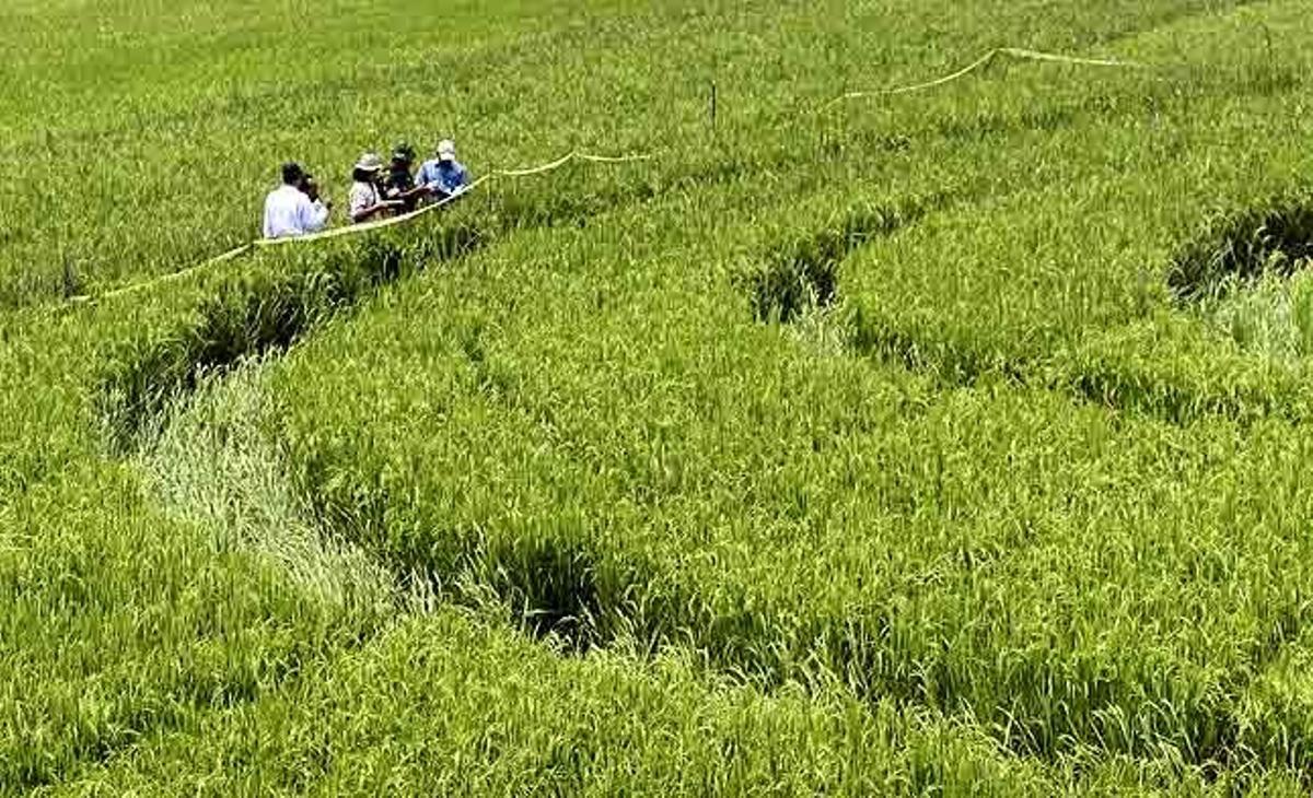 Investigadors examinen els 70 metres d’ample (70 iardes d’ample) del cercle que va aparèixer el cap de setmana en un camp d’arròs a Sleman, Yogyakarta (Indonèsia).